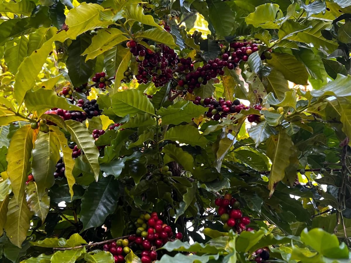 Coffee cherries growing at the farm