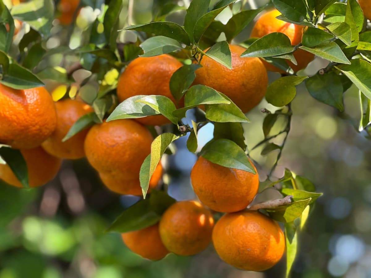 Mandarin oranges close-up at the farm