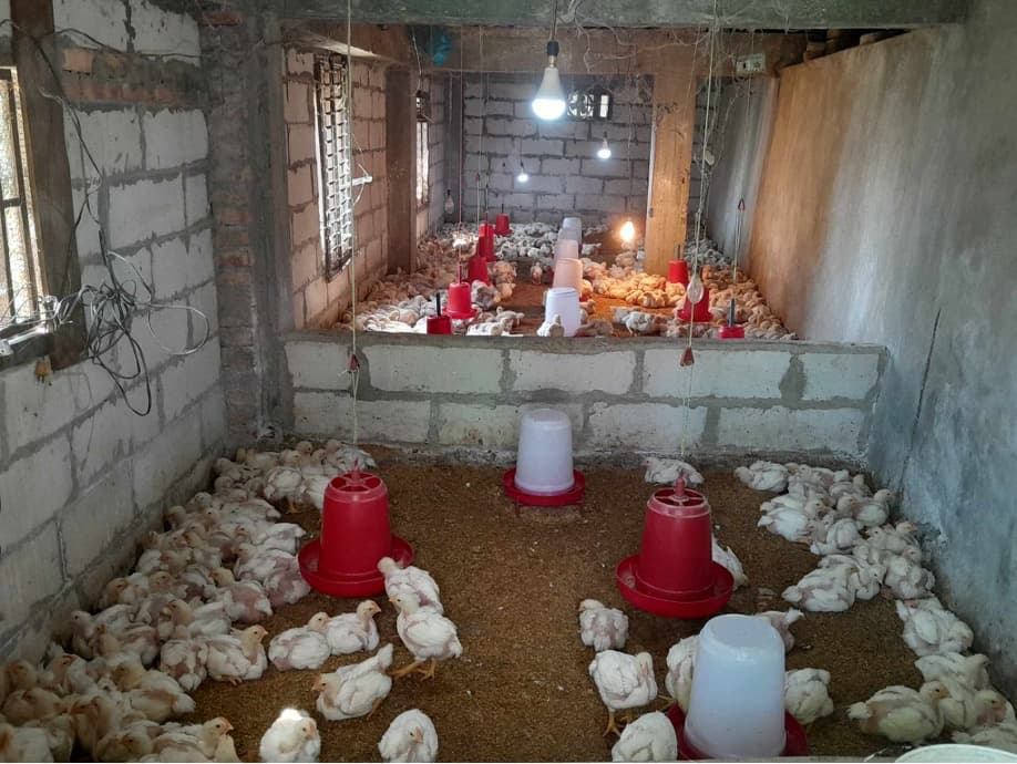 Poultry farming facility at the farm