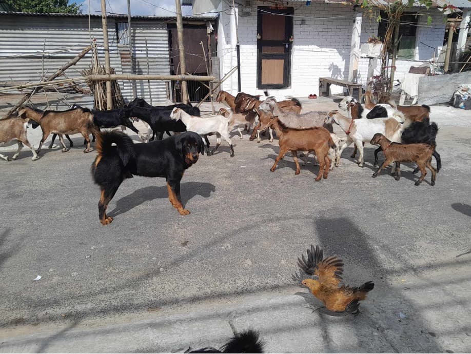 Goat & Local Hen Farming