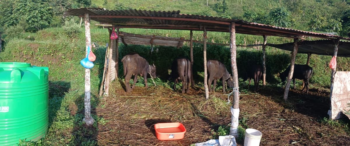 Buffalo farming at Pipalthok